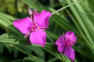 0 Tradescantia 'Red grape' - Misère - JPG1.jpg