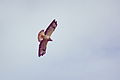 Buteo buteo