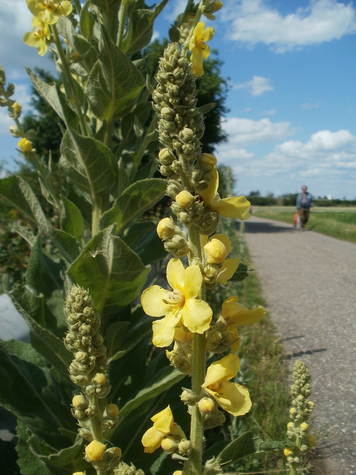 Verbascum Thapsus