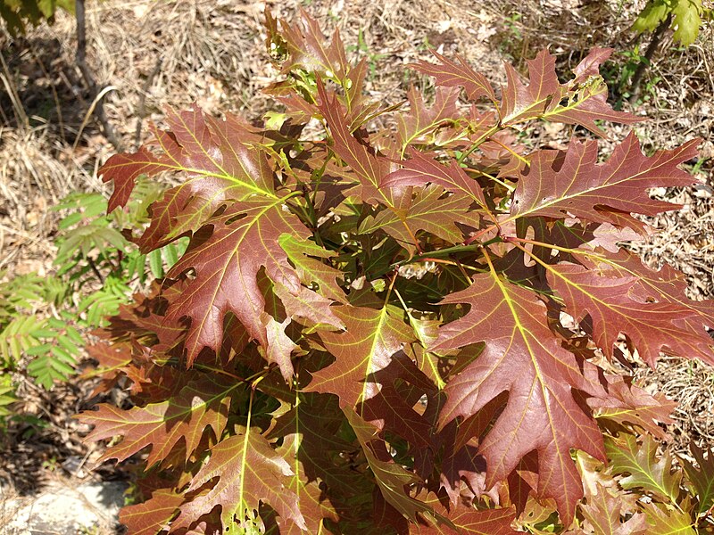 File:2013-05-12 13 17 43 Closeup of a Red oak sapling along the Wanaque Ridge Trail on the southern sector of Wanaque Ridge in Ramapo Mountain State Forest.jpg