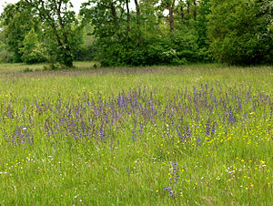 Meager meadow with meadow sage in the southern part of the Firnhaberauheide