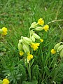 Echte Schlüsselblume (Primula veris)