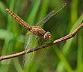 Feuerlibelle - Crocothemis erythraea, Weibchen