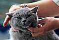 * Nomination British blue cat during examination at the international cat exhibition in Kraków --Jakubhal 15:55, 30 June 2017 (UTC) * Decline Unsharp. --Peulle 11:17, 3 July 2017 (UTC)