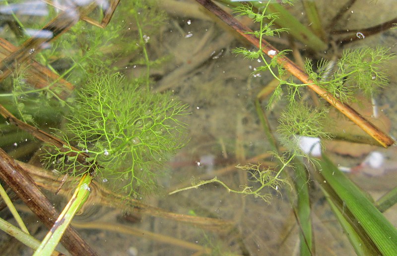 File:20180608Utricularia vulgaris1.jpg