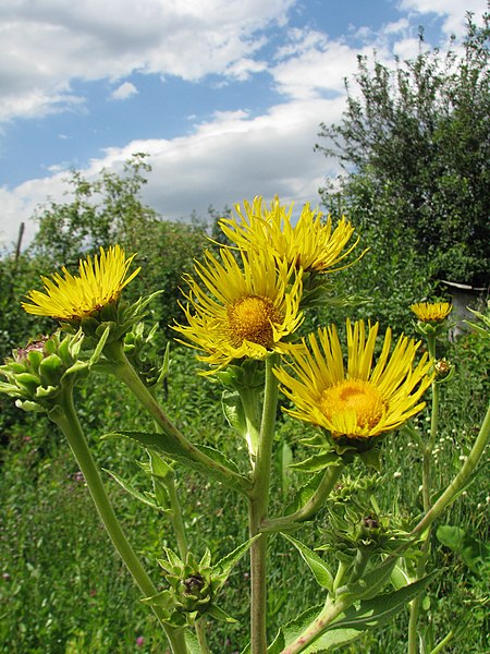 File:2019-07-05 16-08-28 Девясил 01.jpg