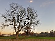 ND Baumgruppe zwischen Altötting und Osterwies