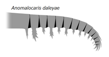 20210211 Radiodonta frontal appendage Anomalocaris daleyae.png