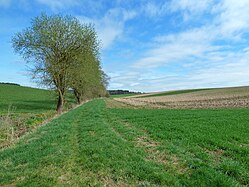 Field margins in Upper Swabia