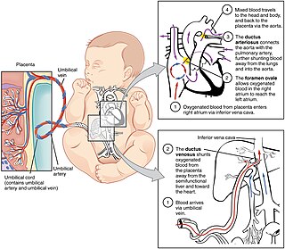 <span class="mw-page-title-main">Fetal circulation</span>