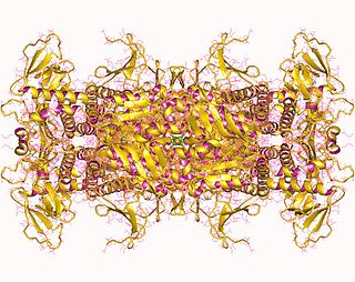 <span class="mw-page-title-main">Phosphoribosylaminoimidazole carboxylase</span> Enzyme involved in purine synthesis