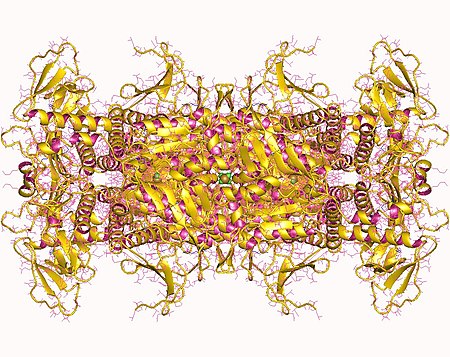 Phosphoribosylaminoimidazole_carboxylase