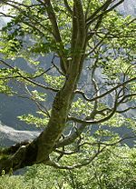 5991-Fagus sylvatica-Triglav.jpg