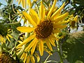 9941Bangkal Sunflowers in Bulacan 23.jpg