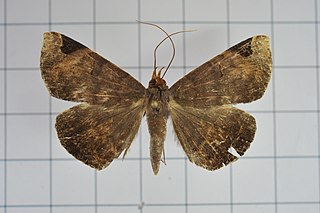 <i>Mecodina praecipua</i> Species of moth