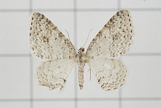 <i>Hydrelia ulula</i> Species of moth