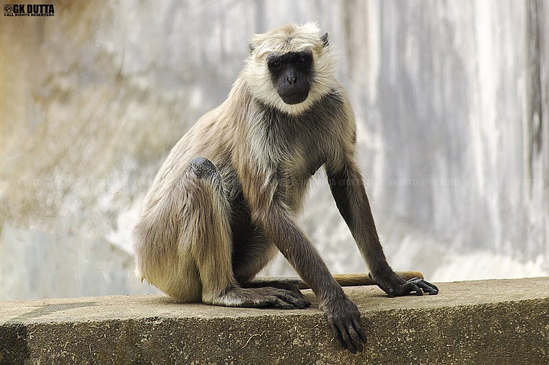 File:ASSAM STATE ZOO CUM BOTANICAL GARDEN, GUWAHATI! 04.jpg