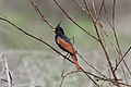 A Rare Crested Bunting (50027361348).jpg