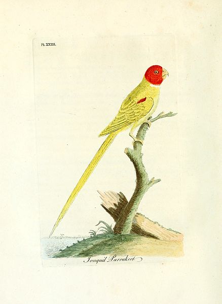 File:A general history of birds (Pl. XXIII) (8967626553).jpg