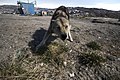 Greenland dog in Ilulissat, Greenland