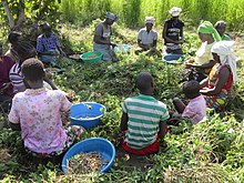 A group of women harvesting peanuts (groundnuts) in 2017 A group of women harvesting groundnuts.jpg