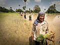 A group of women plant paddy rice seedlings in a field near Sekong (2).jpg