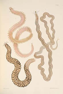 Монография британских морских кольчатых червей 1908 г. XLV.jpg 