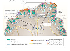 November 28: A range of putative disease-causing mechanisms for the case of the disease progeria