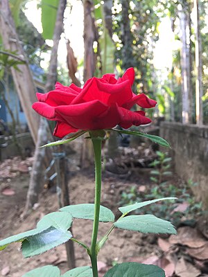 Роза: Етимология, История, Ботаническо описание