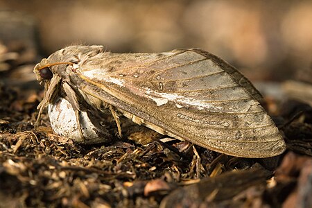 Abantiades latipennis, by JJ Harrison