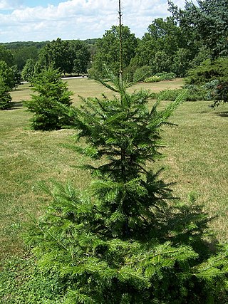 <i>Abies nephrolepis</i> Species of conifer