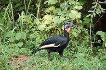 Abyssinian Ground Hornbill (Bucorvus abyssinicus) (2733377196).jpg