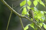 Thumbnail for File:Acadian flycatcher (27309515095).jpg