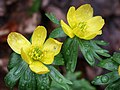Aconites in the woods at Woodhall Spa - geograph.org.uk - 469490.jpg