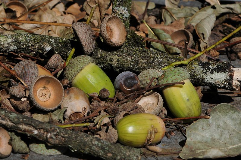 File:Acorns of Quercus robur, Eichel der Stieleiche 20.JPG