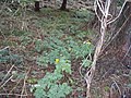 野生のフクジュソウ(撮影地　菅平)‎