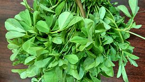 Fenugreek (Trigonella foenum-graecum) leaves Aesthetic bunch of fenugreek greens.jpg