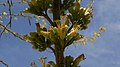 Agave Arizonica flowers.JPG