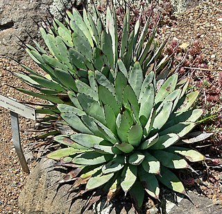 <i>Agave macroacantha</i> Species of flowering plant