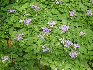 Ageratum ist eine Pflanzengatt