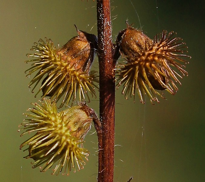 File:Agrimonia procera fruit (04).jpg