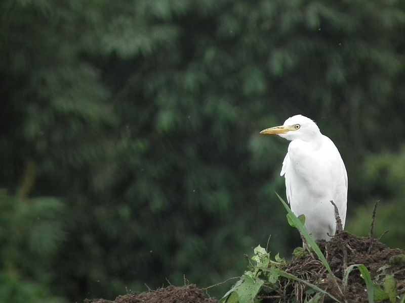 File:Aigrette 3.JPG