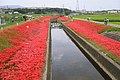 逢妻女川（豊田市宮上町）