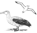 Albatross (PSF).png