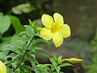 Allamanda 01759.JPG