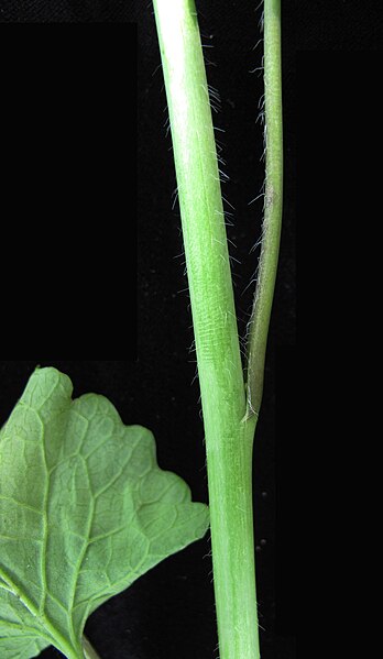File:Alliaria petiolata 15-p.bot-allia.offi-21.jpg