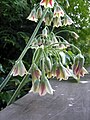 Allium Siculum: Loài thực vật