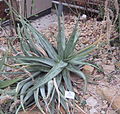 Aloe vacillans