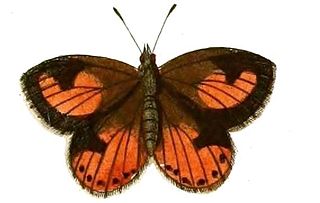 <i>Aloeides pierus</i> Species of butterfly