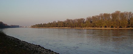 Altrip-Mannheim Rhein.jpg